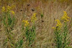 Forest Meadow