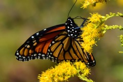 Worn By Summer Icons in October