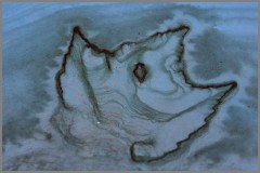 Leaf Print