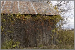 Shed Side