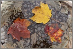 Three Leaf