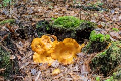 Gold Fungi