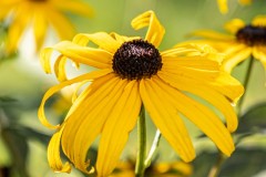 Black-Eyed Susan