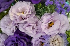 Purple Shades