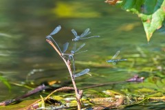 Dragonflies