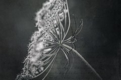 Queen Anne's Lace