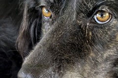 Trusting Eyes