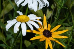 Flower Fill
