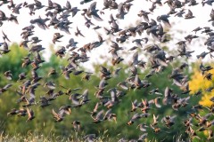 Evening Birds