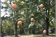 Tomato Drop