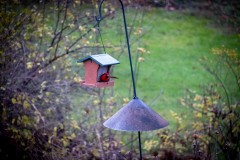 At the Feeder