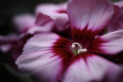 Golden Ratio - Feb 26