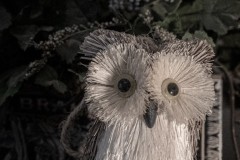 Hoot Hoot