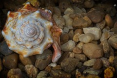 Conch Shell