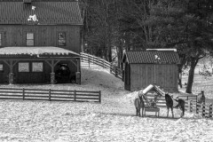Horses