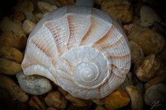 Spiral