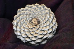Spirals