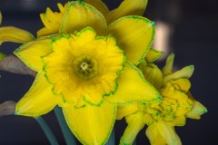 Daffodil