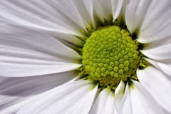 Green Heart