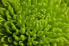 Green March
