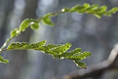 Spores on Leaves