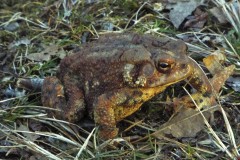 Toad on the Green