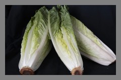 Romaine