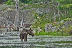 Bullwinkle-J.-Moose