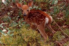 New-Born