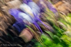 Columbine