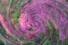 Rodadendron Swirl