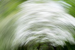 Tree-in-Blossom