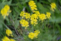 Yellow-Spiral