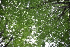 Canopy