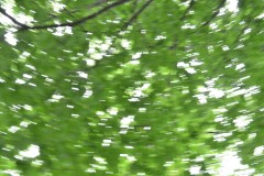 Leafy Branches