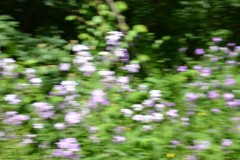 Wild Flowers