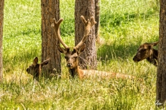 Buck-In-Velvet