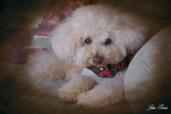 Christmas Poodle
