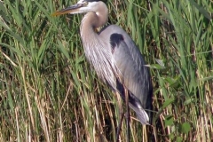 Back Water Egret