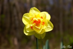 Daffodil