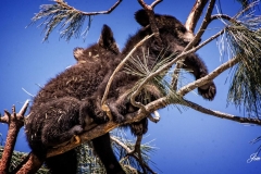 Two-Cubs-in-a-Tree