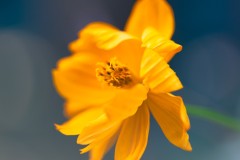 Sunshine on a stem