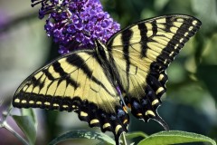 Winged Joy
