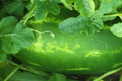 Big Boy Watermelon