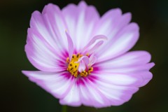 Bonus Petals