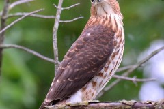 Hawk