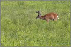 Joy of Wildlife