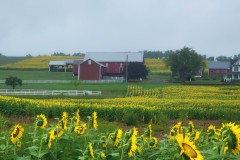 Many Sunflowers