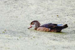 Wood Duck