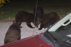 four-bears-in-the-night